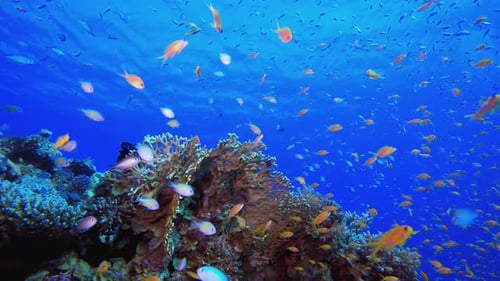 Vibrant Coral Reef Ecosystem with Schools of Fish