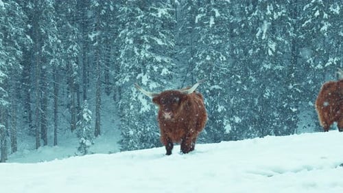 Highland Cattle Cows Stand in Snowy Field
