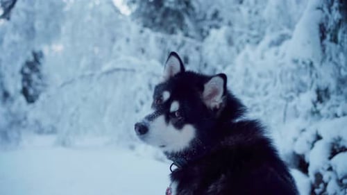 An Alaskan Malamute Lounging in the Wintry Landscape - Close Up