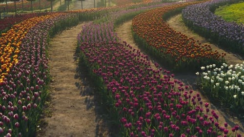 Curved Rows of Vibrant Multi Colored Tulips in a Large Flower Field