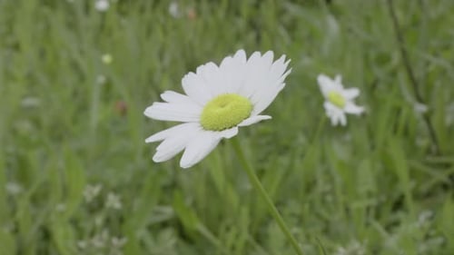 A close-up white daisy flower is blown by the wind gently in nature with green background.