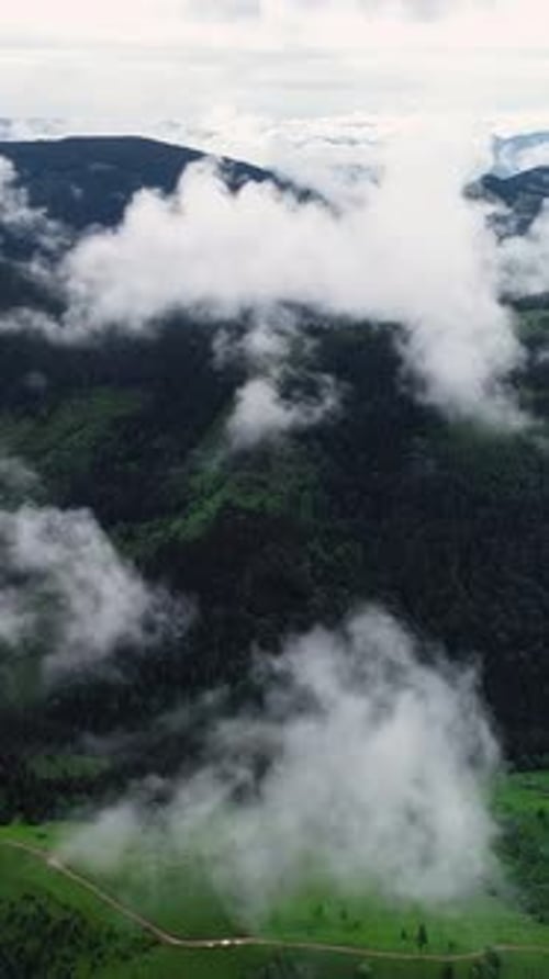 Vertical Screen Aerial Drone Footage Over Dense European Forest in Foggy Weather
