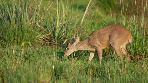 A wild Brown brocket, mazama gouazoubira in solitary, grazing on green vegetations in its natural ha