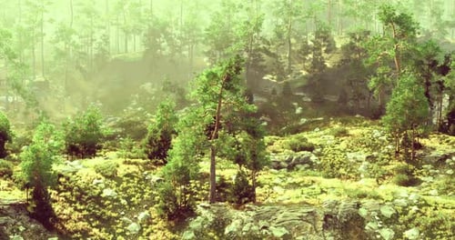 Lush Green Forest Landscape with Sunlight Filtering Through Trees