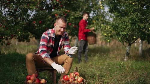 Young farmer sitting on a little stool in the garden sorting the apples in baskets