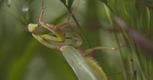 Praying Mantis resting on leaves -Close up