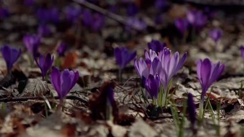 Beautiful purple and blue crocuses. Beautiful meadow with spring primroses.