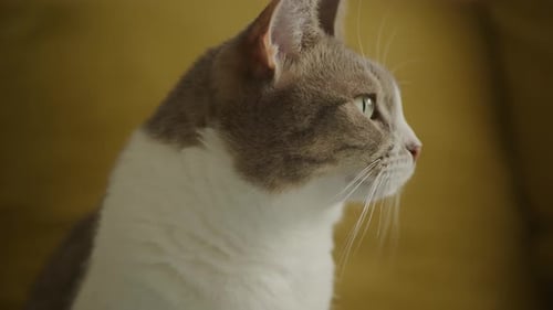 Tabby Domestic Cat Face Close Up