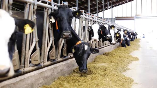 Cows eating hay in indoor farm setting