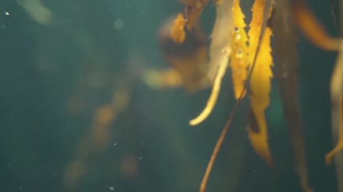Close up shot of a kelp forest flowing in the underwater currents. Sun-rays shining through onto the