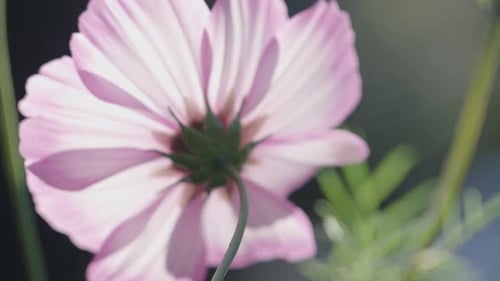 Close Up Pink Flower