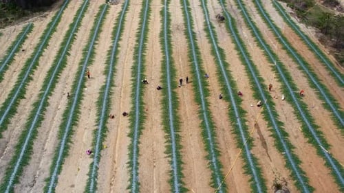 Farmers Working On The Agricultural Farm During Harvesting Season. Aerial Drone Shot