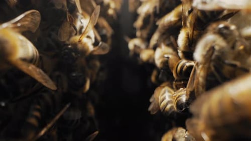 Busy Honeybees Cluster in a Close-Up View