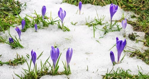 Schneeschmelze und blühende Krokusblüten auf der Frühlingswiese im Zeitraffer