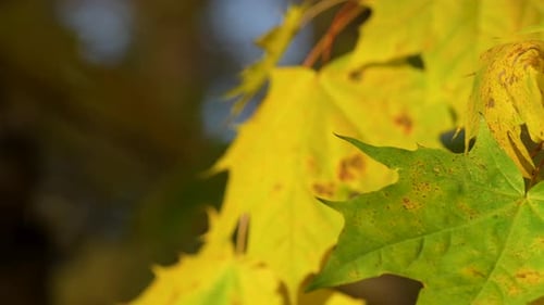 Yellow Maple Leaves On The Tree Swaying With The Wind - Close Up