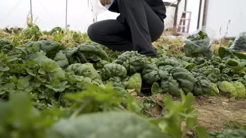 Large spinach leaves in the lens as a woman prepares to stuff more spinach into a bag.