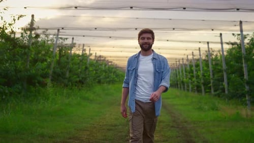Unternehmerischer Landwirt, der alleine im abendlichen Plantagengarten spazieren geht. Landarbeiter checkt Culti...