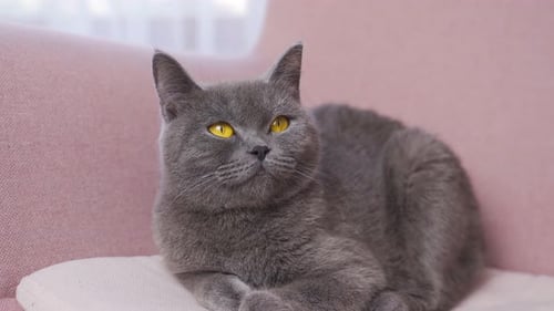 Gray Cat Sitting Calmly on a Pink Couch