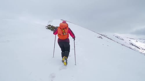 Woman climbing mountain with backpack and poles nears snow covered summit to complete the hike. Extr