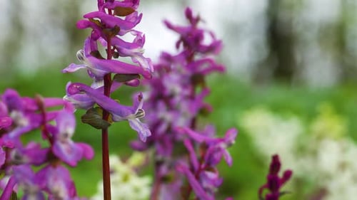 Se
eleva a lo largo del tallo y la inflorescencia de una raíz hueca (Corydalis cava) con elegantes flores rosadas. Colorido