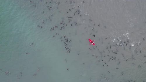 Aerial Drone View Kayaking with Seal Colony at Pelican Point Namibia Africa