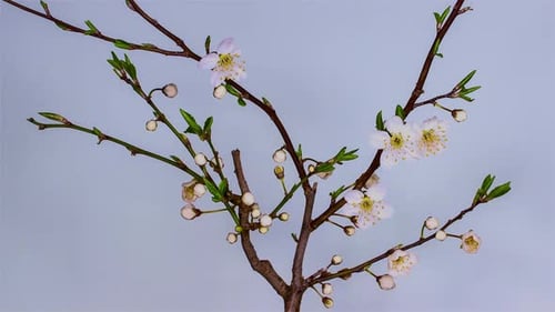 4K White Flowers of a Cherry Blossom on a Cherry Tree