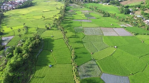 Terraced rice fields in Bali, Indonesia.