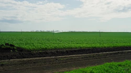 Agriculture Green Field Meadow on Summer Day Cloud Sky. Aerial View Agronomy