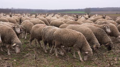 Large Flock of Sheep Grazing in Field