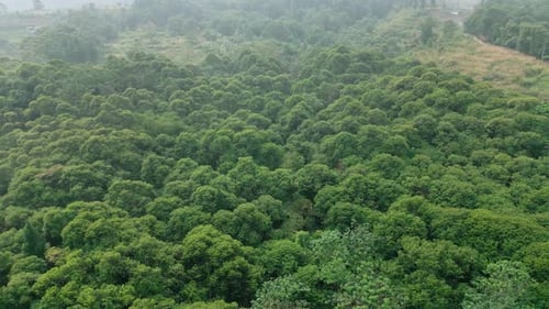 Tropical Forest