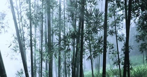 Bamboo Forest Shrouded in Mist Creates a Serene Atmosphere