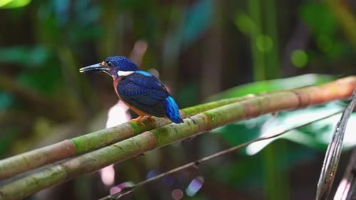 Vibrant Kingfisher Perched on Branch in Lush Rainforest