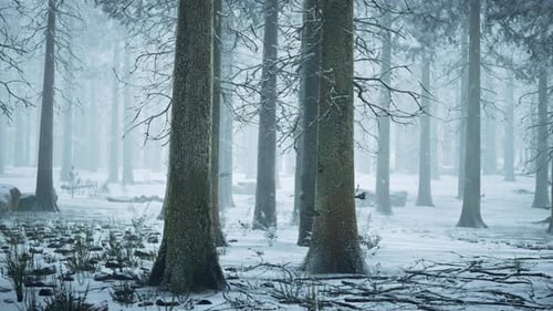 Frozen Winter Forest in the Fog