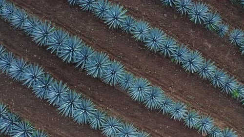 Agave field in Tequila, Mexico 9