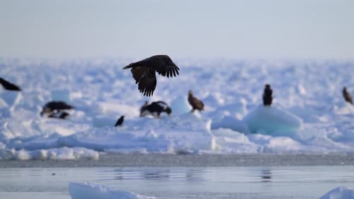 White-Tailed Eagle Hunting Fish in Hokkaido, Japan Majestic Raptor Wildlife Action Footage
