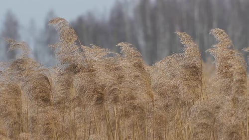 Dry long cane grass gently moves in the wind