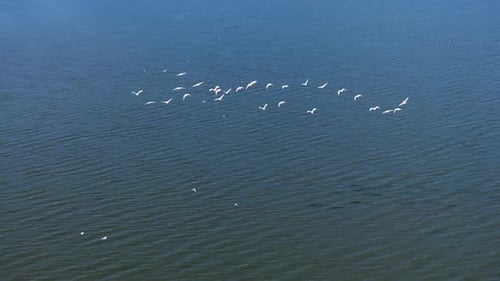 Wide aerial of flock of white sea birds flying by Dutch tidal flats