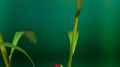Detailed ginger plant growing from a brown rhizome