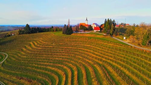 Cinematic Aerial View of Sunlit Rolling Hills and Rural Vineyards