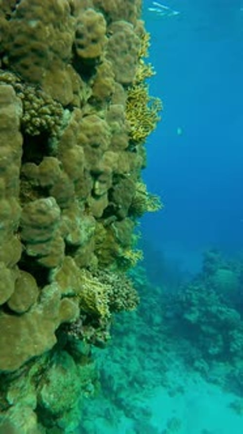 La cámara avanza a lo largo de la pared vertical de un arrecife de coral, con peces tropicales nadando cerca del arrecife