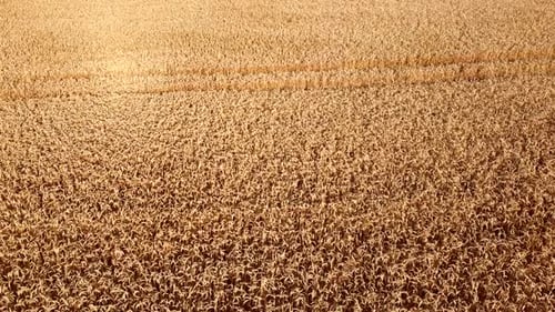 Wheat Field