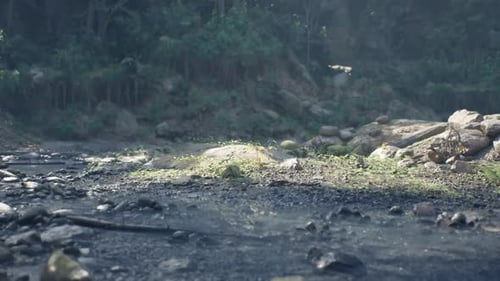 A Tranquil Riverbank in Madagascar with Lush Greenery and Exposed Rocks