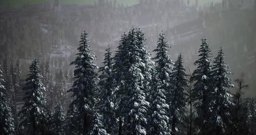Snow Covered Pine Trees in a Serene Forest Landscape During Winter