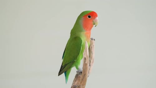 Green Rosy-faced Lovebird (Agapornis Roseicollis) or Rosy-collared or Peach Faced Lovebird On Tip of