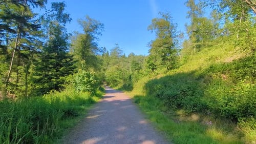 Ultra Wide View of Forest Path with Camera Tilting Slowly Upwards Towards Blue Sky