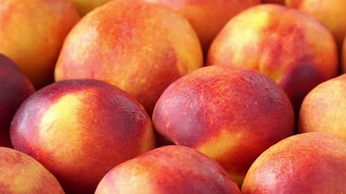 Juicy and Ripe Nectarines Close Up Zoom