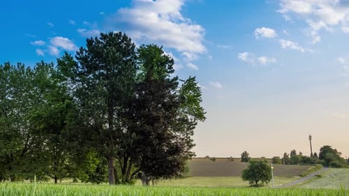 Trees Stand in a Wheat Field in the Countryside Against a Cloudy Sky