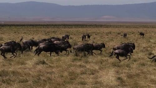 Wildebeest herd running across Ngorongoro Conservation Area in Tanzania