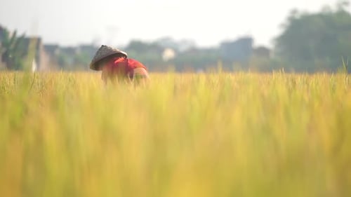 Farmer rice field