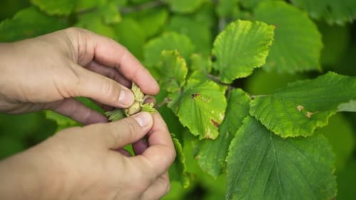 Removing Hazelnuts from Husk on Green Branch